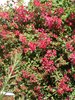 Bougainvilliers